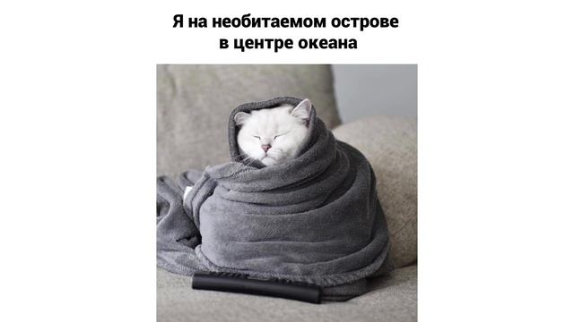 МОДНЫЕ ШАПОЧКИ ОТ ЖАРЫ))) Приколы с котами | Мемозг 714