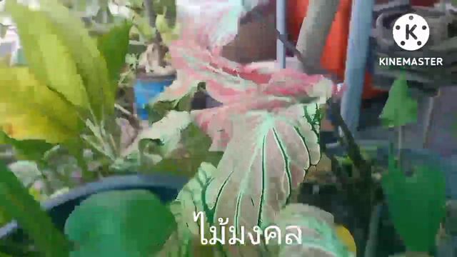 ไม้มงคล #บอนสีพันธุ์ต่างๆ смотреть онлайн