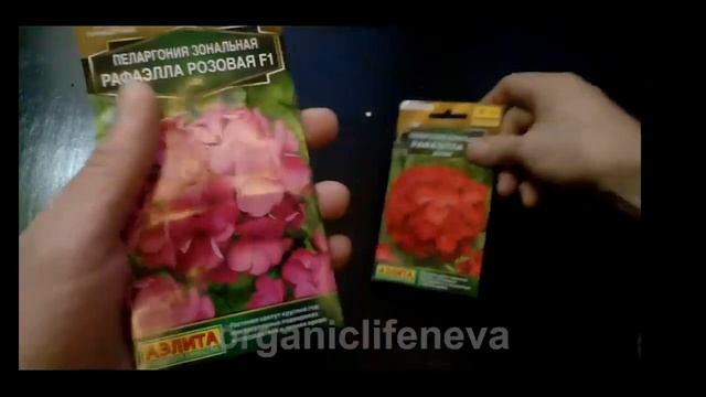 Пеларгония зональная Рафаэлла F1 розовая и алая. Набор 2 пакета. смотреть онлайн