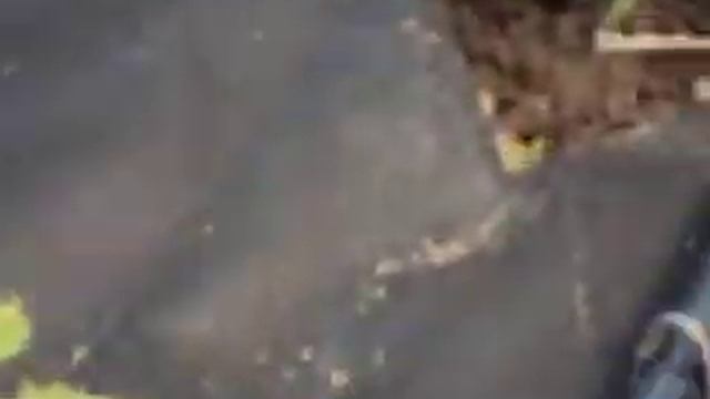 капельный полив через капельницы стрелки Урожай