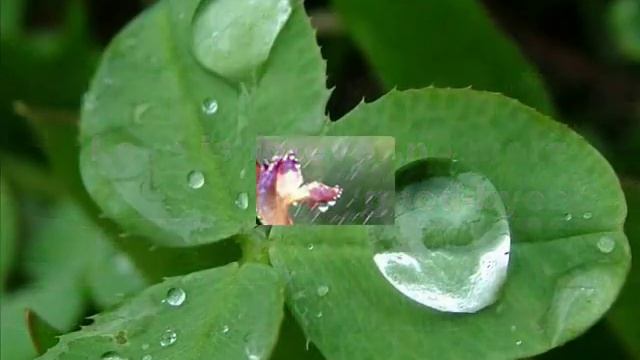 OVER AND OVER - D. Fannel смотреть онлайн