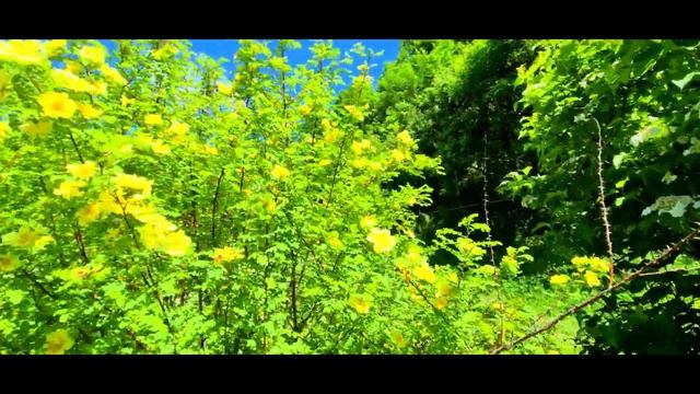 ДАЧА 13 06 2020 смотреть онлайн