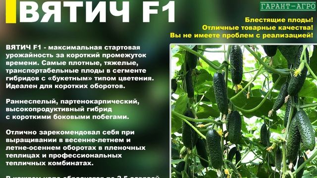 Огурец Вятич F1. Описание гибрида смотреть онлайн