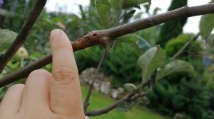 Моя прививка яблони сорта Белый налив на яблоню сорта Конфетное. 06.08.2021