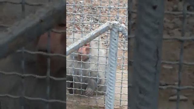 зоопарк одесса ..24.11.21 смотреть онлайн