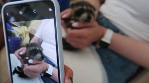 День рождения енота Лимона. 1 месяц.