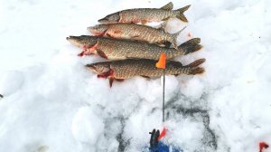 ЛОВЛЯ ЩУКИ НА ЖЕРЛИЦЫ.ЗИМНЯЯ РЫБАЛКА НА РЕКЕ БИРЮСА.