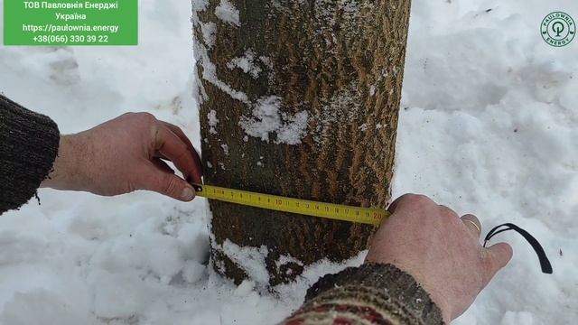 Павловния в Украине. Три года саду. Уход и рекомендации Пасечникам. Часть 1 Paulownia in Ukraine. смотреть онлайн