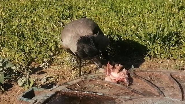 Поведение вороны, когда у нее слишком много мяса \ How a crow acts when there is too much meat смотреть онлайн