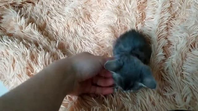 Нашли котёнка с травмами смотреть онлайн