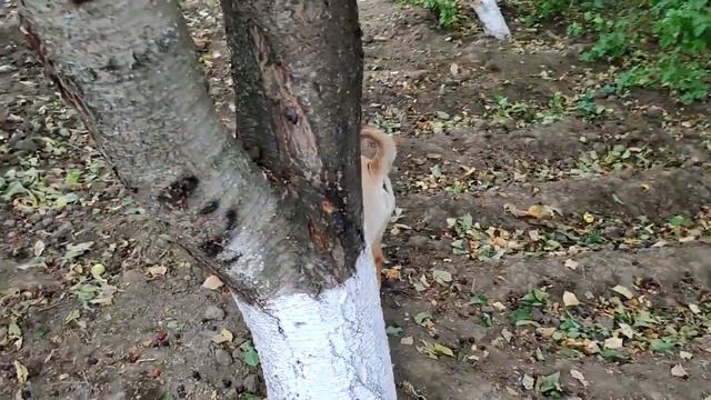 Дратуем собаку, породы немецкий боксер! Он бывает и кидается, вообщем весело проводим время! смотреть онлайн