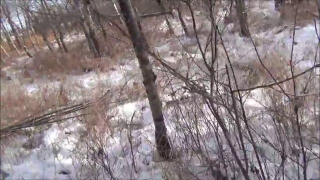 Воскресный выезд на зайчишек, волков и оленей. Канада. смотреть онлайн