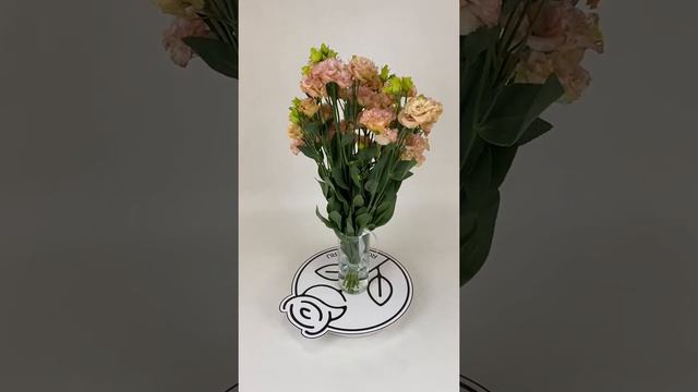 Эустома кремовая 15 шт. 70 см. смотреть онлайн