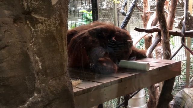 Вудлэнд зоопарк африканская саванна Сиэтл смотреть онлайн