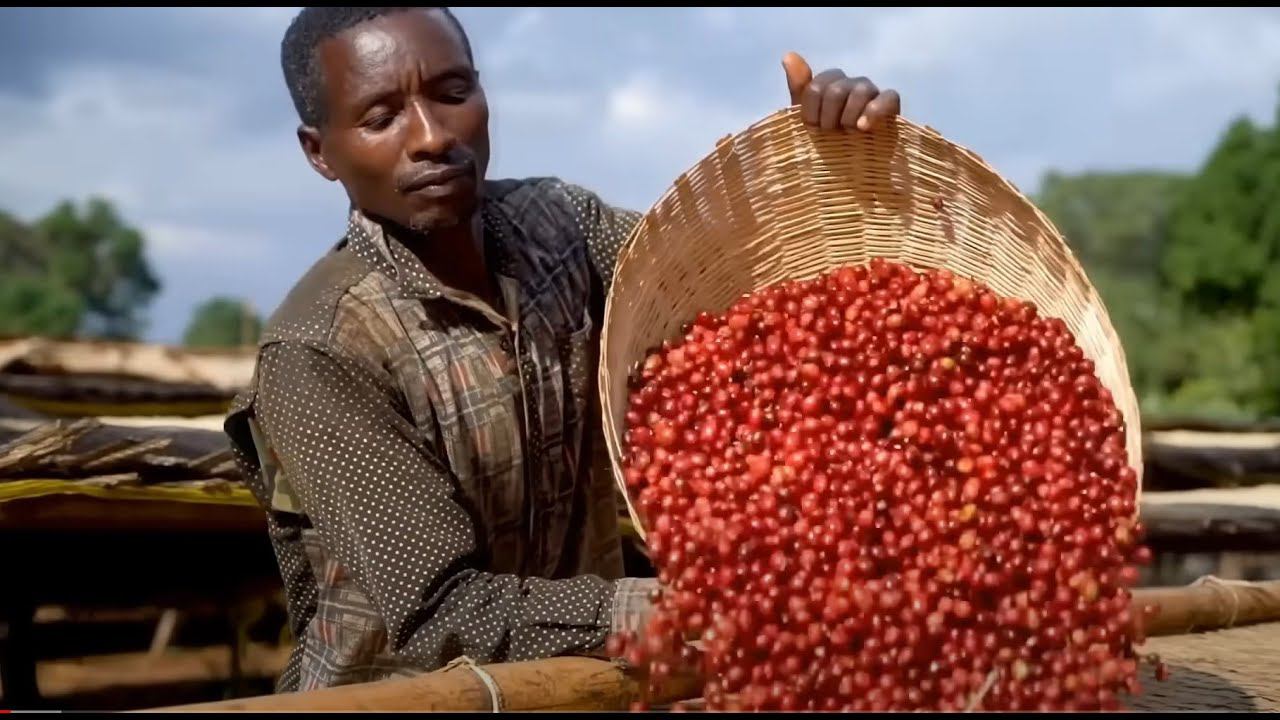 Как выращивают кофе: от зерен до ароматного напитка смотреть онлайн