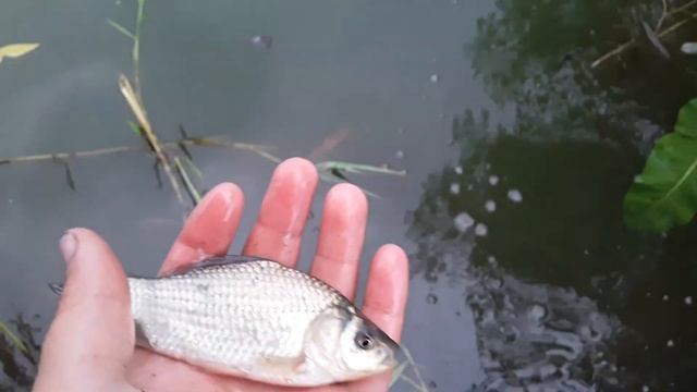 Ловля РАКОВ на раколовки зонтик! ТЕСТ:сушённая рыба VS свежая рыба. смотреть онлайн