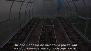 Томат Малиновый звон