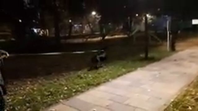 Дрессировка собак. Ротвейлер Боня - зооагрессия? Нет, развлекуха. смотреть онлайн