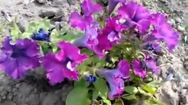 Куст фиолетовой петуньи. смотреть онлайн