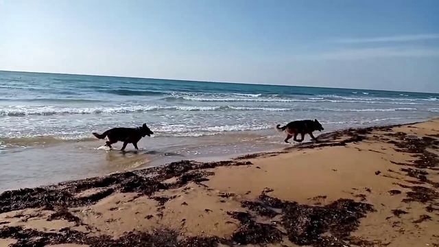 Пляжи Анапы. Джемете. Октябрь 2021. Путешествуем с собаками. смотреть онлайн