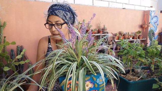 Liriope muscari. Planta parecida al Clorophytum (lazo de amor, cintas, planta araña) #mijardin смотреть онлайн