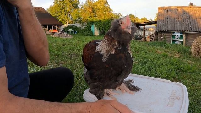 Порода петухов #фавероль / Петушки и куры с бородой и бакенбардами / КУРА 5 пальцев ЛАПЫ оперенные смотреть онлайн