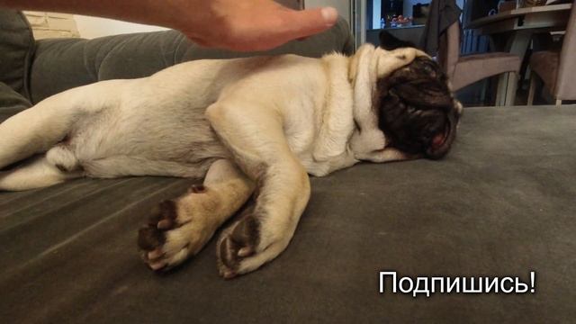 МОПС музыкально ХРАПИТ !!! Как спят собаки? Мопс собака! смотреть онлайн
