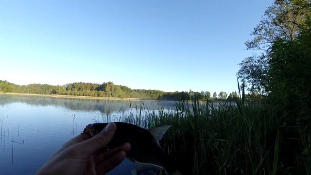 Ловля подлещика.Майская рыбалка на фидер. смотреть онлайн