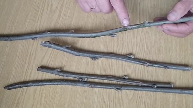 VID 20200415 135105 КАК ВЫБРАТЬ ЧЕРЕНКИ СКОРОПЛОДНЫХ ОРЕХОВ С БОКОВЫМ ПЛОДОНОШЕНИЕМ ДЛЯ ПРИВИВКИ. смотреть онлайн