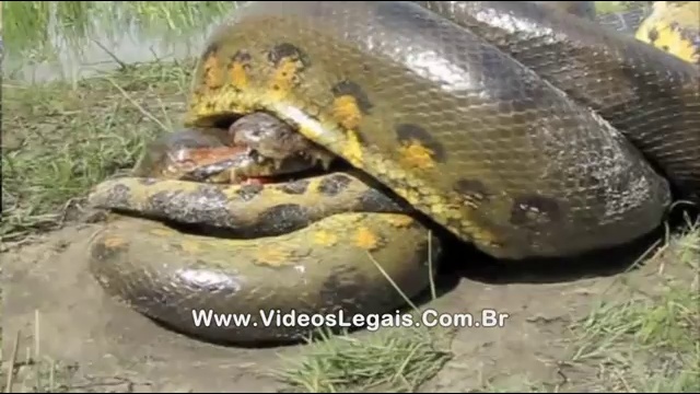 Анаконда vs Крокодил(кайман) смотреть онлайн