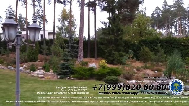 Обрезка туй ☎ +7(999)820-80-80 и стрижка туй формирование туй в Москве цена, формирование кроны