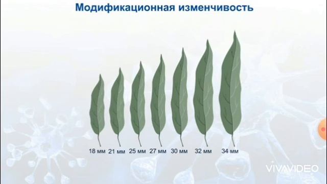 Видео урок в 7 классе по теме "Наследование признаков человеком ". смотреть онлайн