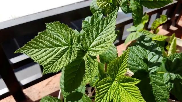 Growing a Fall Gold Raspberry Cutting for 16 Months смотреть онлайн