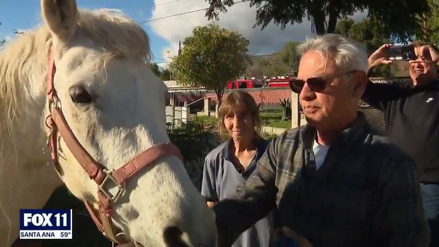 'Lucky' the horse rescued after falling into sinkhole смотреть онлайн