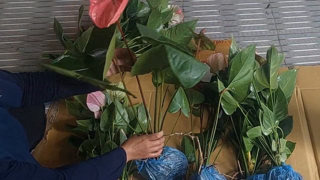 UNBOXING ANTHURIUM ANDREANUM IMPORT DAN HIBRIT смотреть онлайн