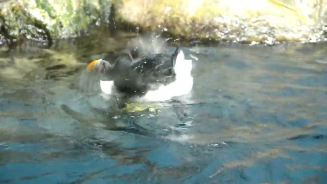 Лора Парк (Тенерифе)