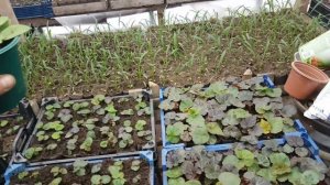 ПЕТУНИЯ ЖЕЛТЕЕТ И НЕ РАСТЁТ. почему желтеет петуния. петуния желтеют листья