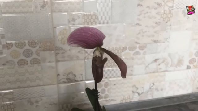 Пафиопедилум Чарльзуорта (Paph. Charlesworthii). Мутация цветка у венериного башмачка. смотреть онлайн