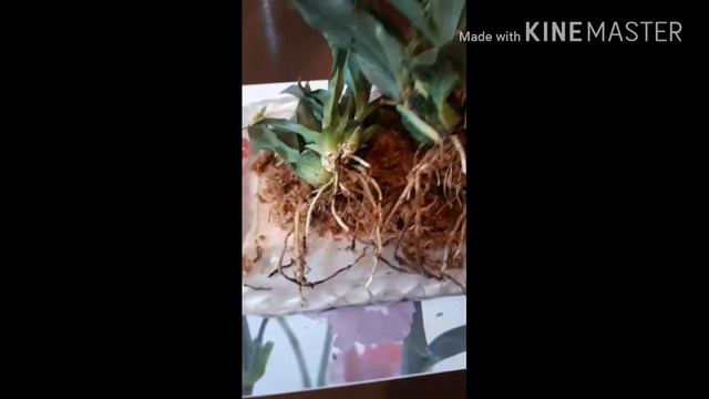 Орхидея променея смотреть онлайн