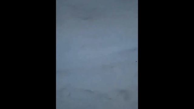 Такса Гретта играет с поводком смотреть онлайн