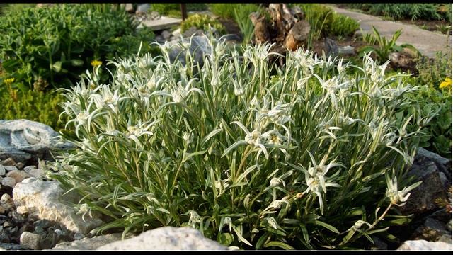 Эдельвейс из семян. смотреть онлайн