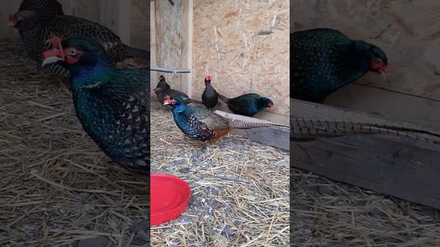 Фазаны Румынские смотреть онлайн