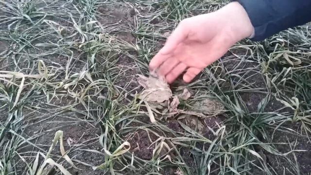 Оценка осеннего применения гербицида, Самара смотреть онлайн