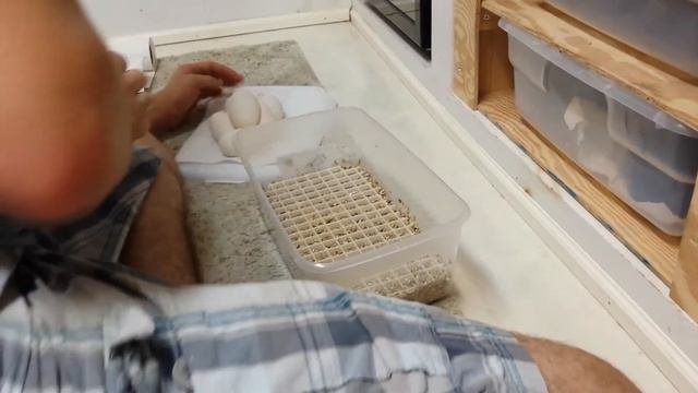 How to ball python eggs incubation смотреть онлайн
