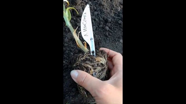 Посадка лилий с ростками смотреть онлайн