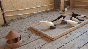 Повышение иммунитета голубей с помощью АСД -2 фракция