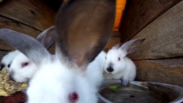 Арбуз. Можно ли Кормить Кролика Арбузом | Дневник Кроликовода №27 | Арболитич смотреть онлайн