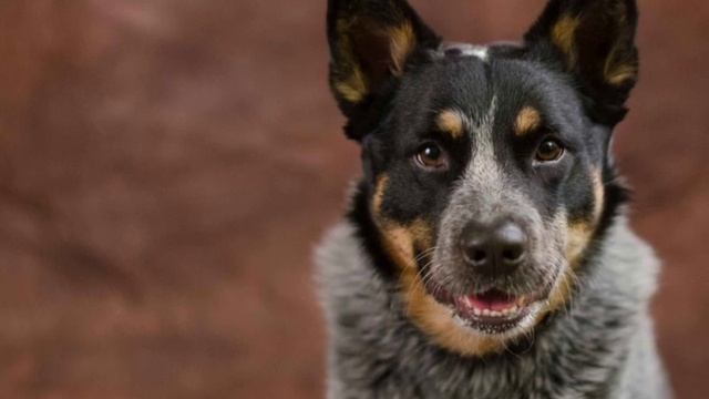 Австралийский хиллер смотреть онлайн