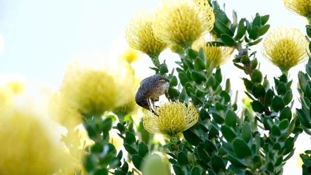 Успокаивающая музыка для нервов ? Лечебная музыка для сердца и сосудов, музыка для души смотреть онлайн