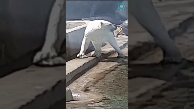 •🐻Айка охотится🐟и играет с новыми игрушками⭕/Московский зоопарк 📷Ольга Елисеева смотреть онлайн